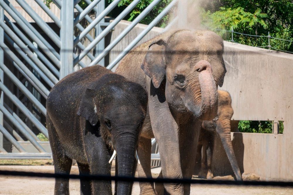 Zoo 17-08-2024