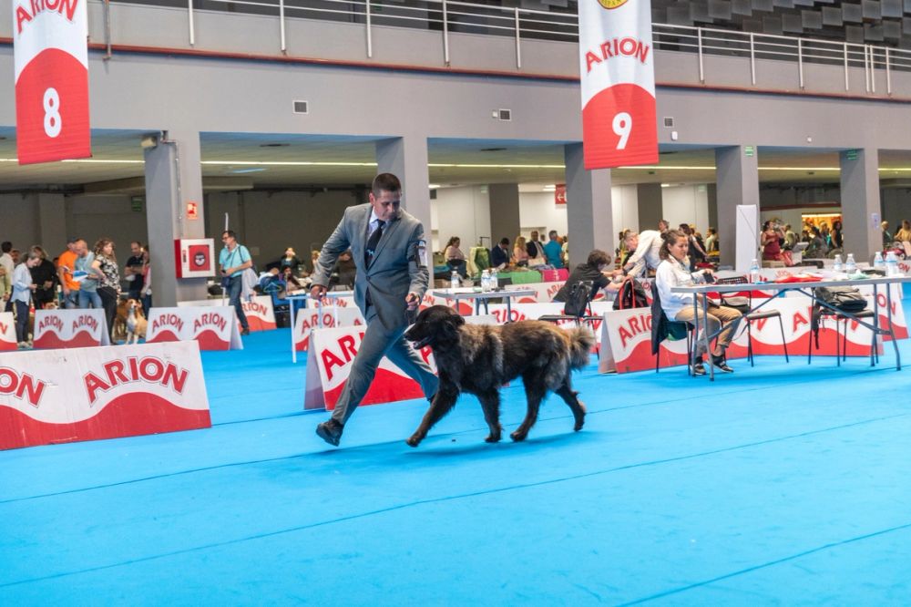 Exposicion canina (ciudad real) 01-06-2024