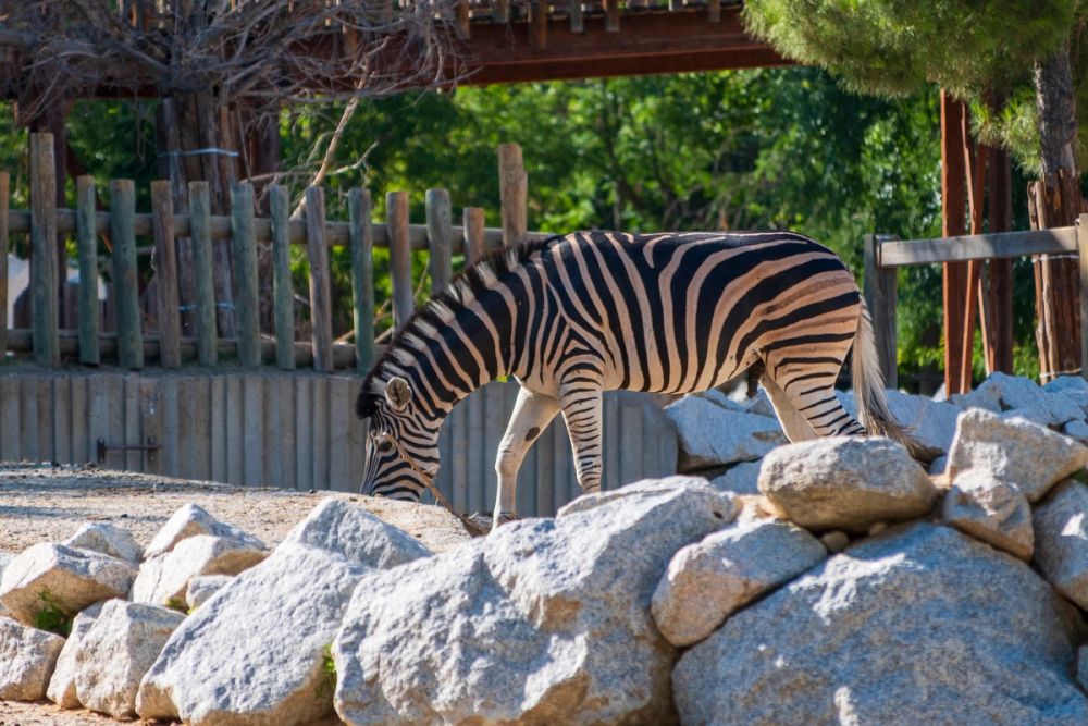 Zoo 17-08-2024