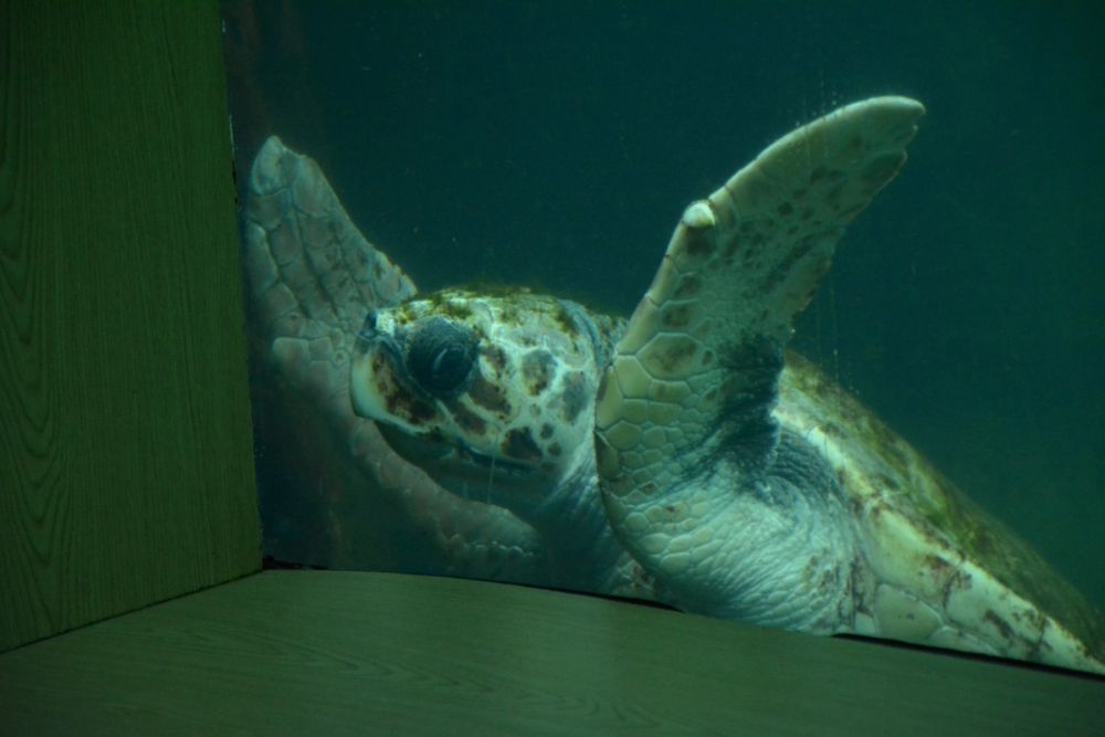 Oceanografic 2022
