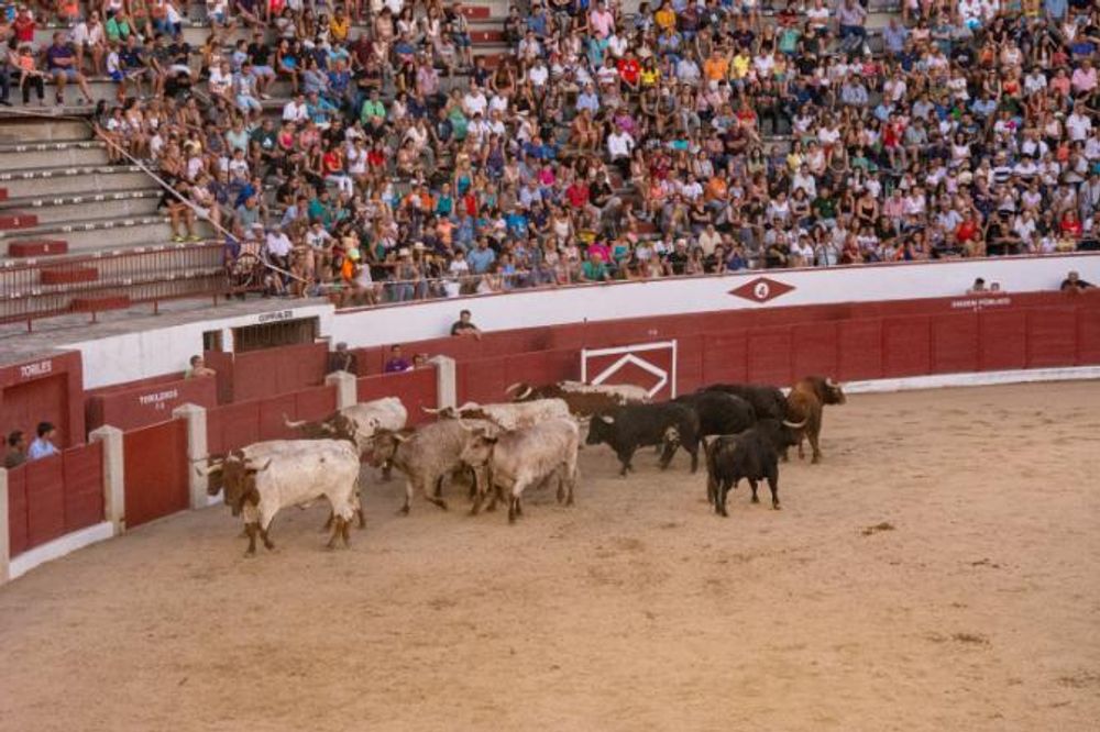Toros en Colmenar Viejo 22-08-2019