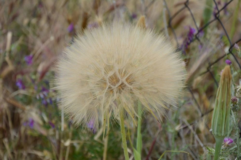 Naturaleza Parque polvoranca (Leganes) 10-06-2019