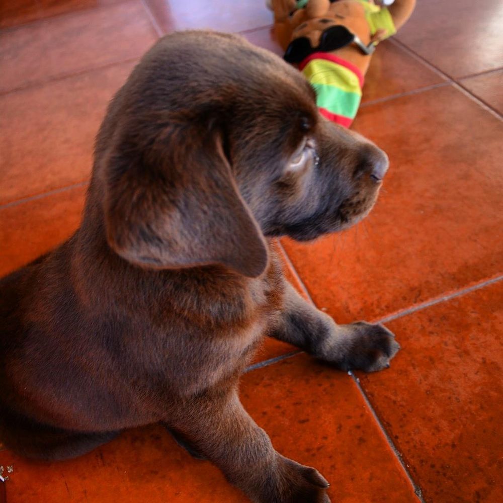 baby Conan