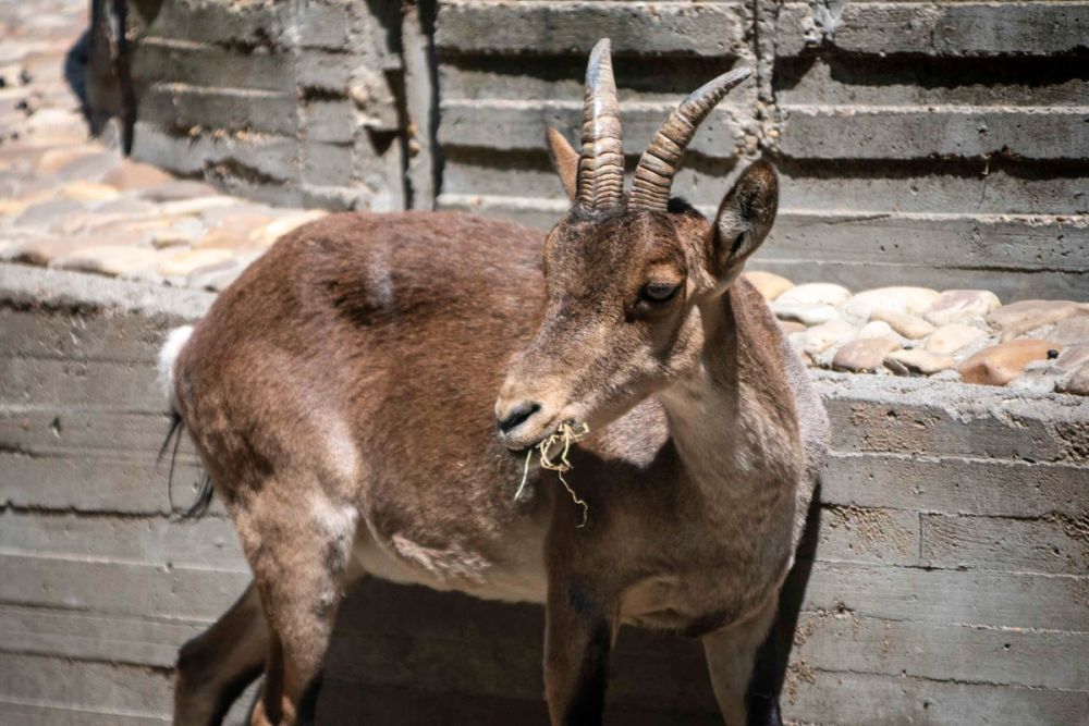 Zoo 29-07-2026