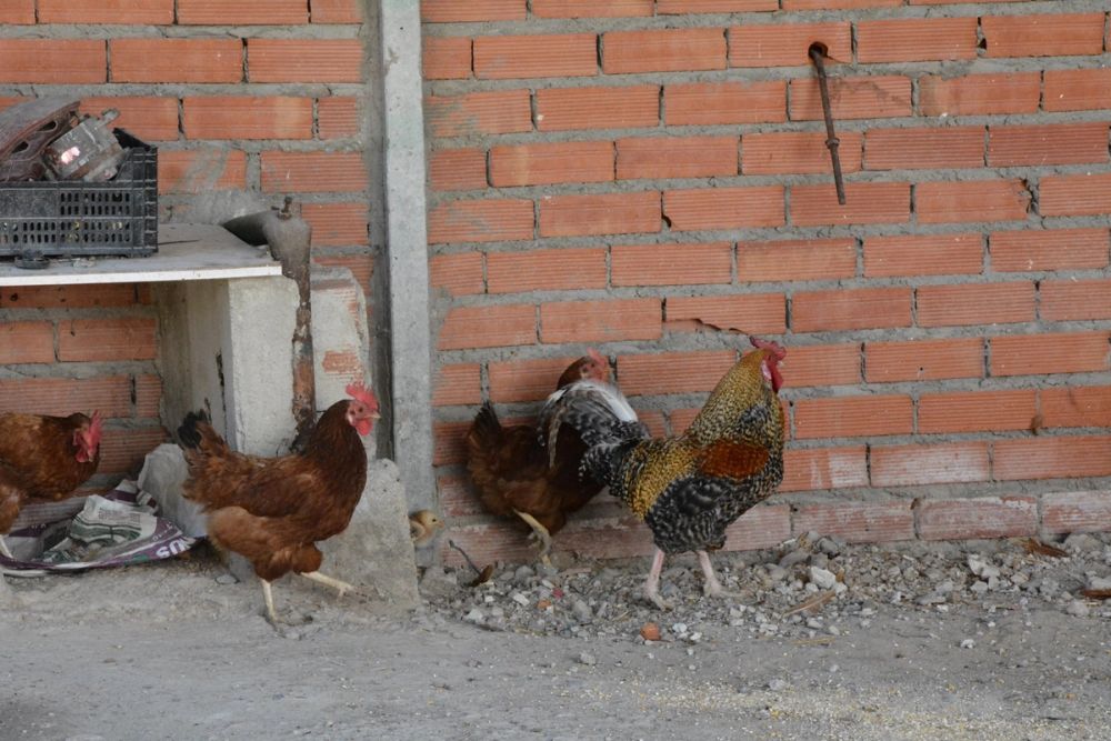 Gallinas de corral 