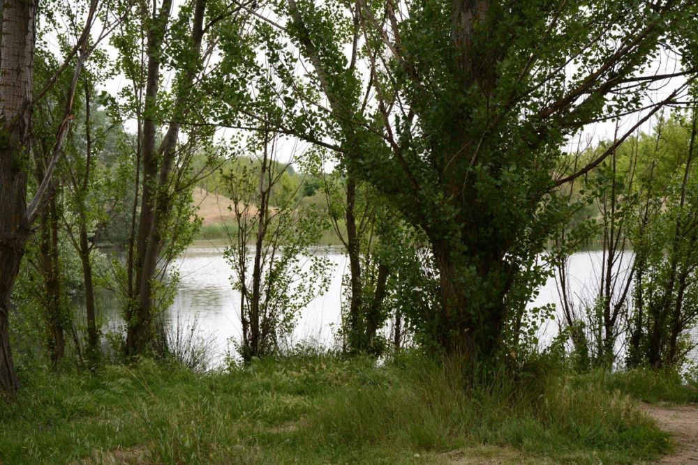Naturaleza Parque polvoranca (Leganes) 10-06-2019