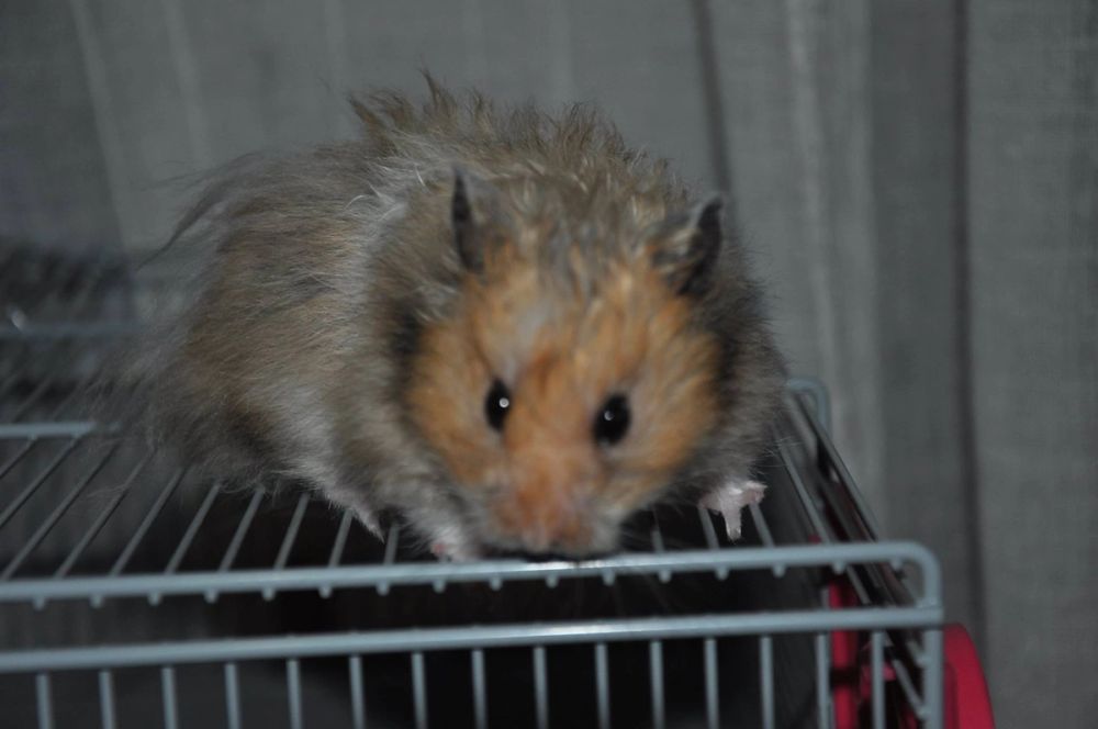 Foski