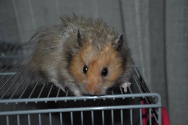 Foski