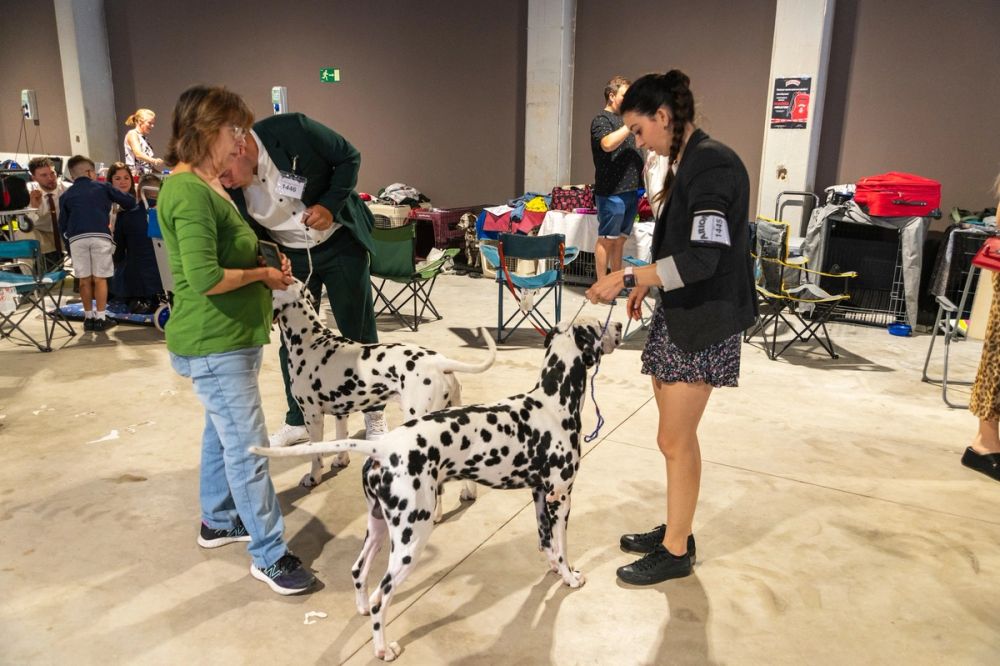 Exposicion canina (ciudad real) 02-06-2024
