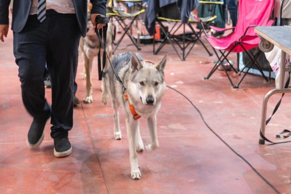 Perretes de la Exposicion canina (ciudad real) 01-06-2024