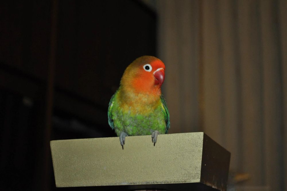 kuko y kiwi