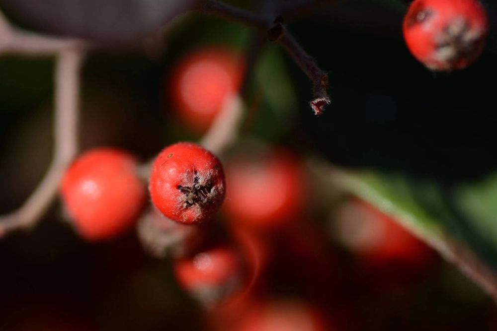 Fotografia Macro 2018