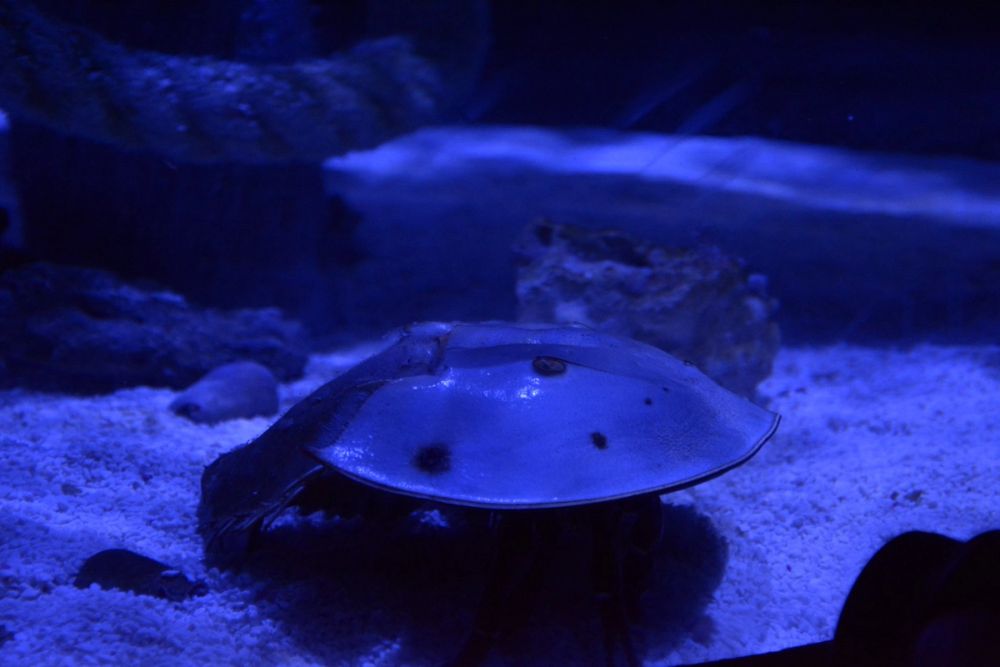 Oceanografic 2022