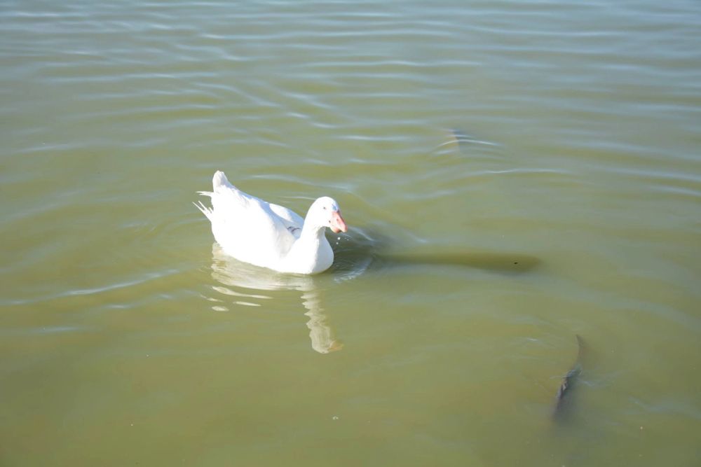 Ocas, patos y carpas en parque polvoranca (Leganes) 18-03-2017