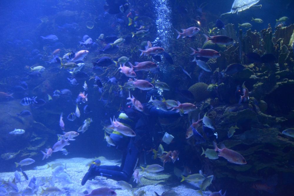 Oceanografic 2022