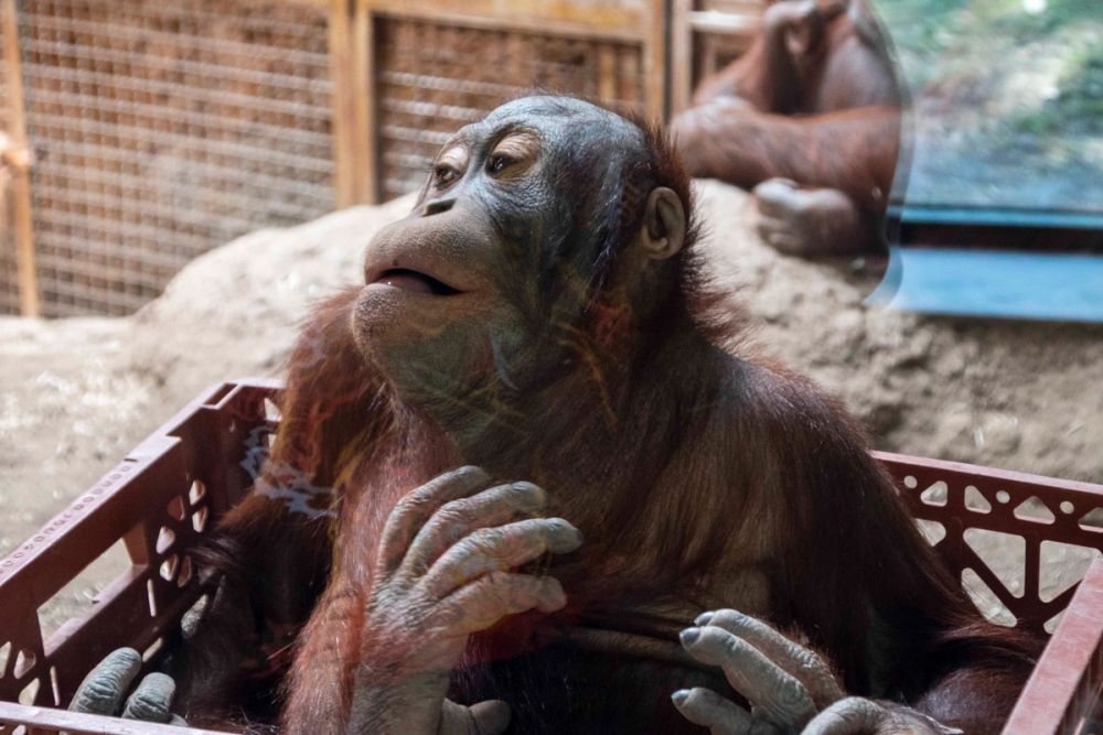 Zoo 29-07-2026