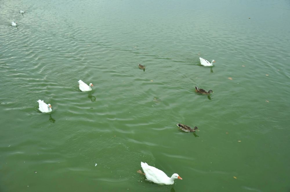 Ocas y patos en parque polvoranca (Leganes) 30-08-2014