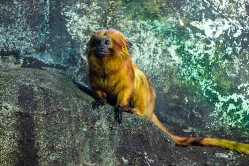 Faunia 04-08-2026