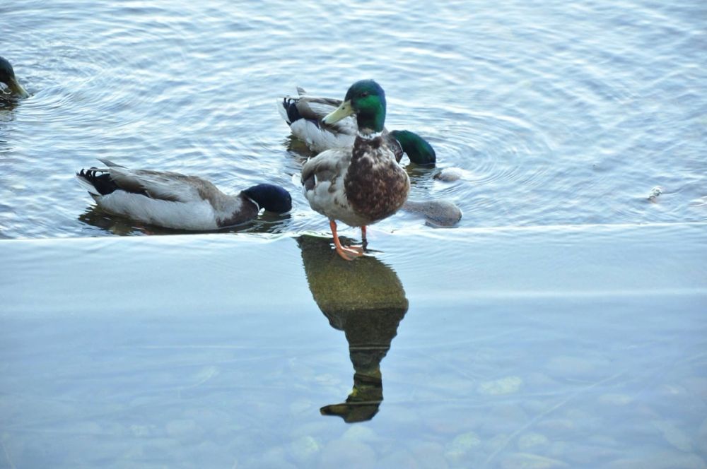 Ocas y patos en parque polvoranca (Leganes) 28-05-2015