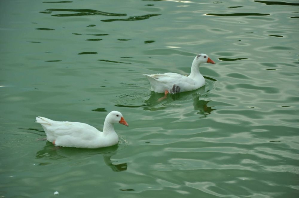 Ocas y patos en parque polvoranca (Leganes) 30-08-2014