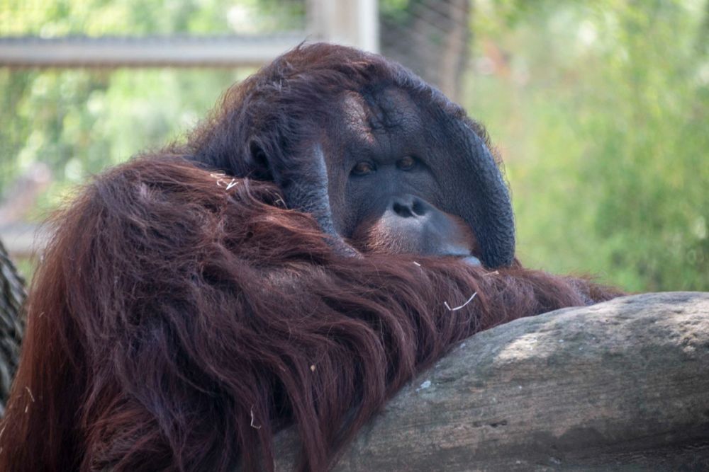 Zoo 29-07-2026
