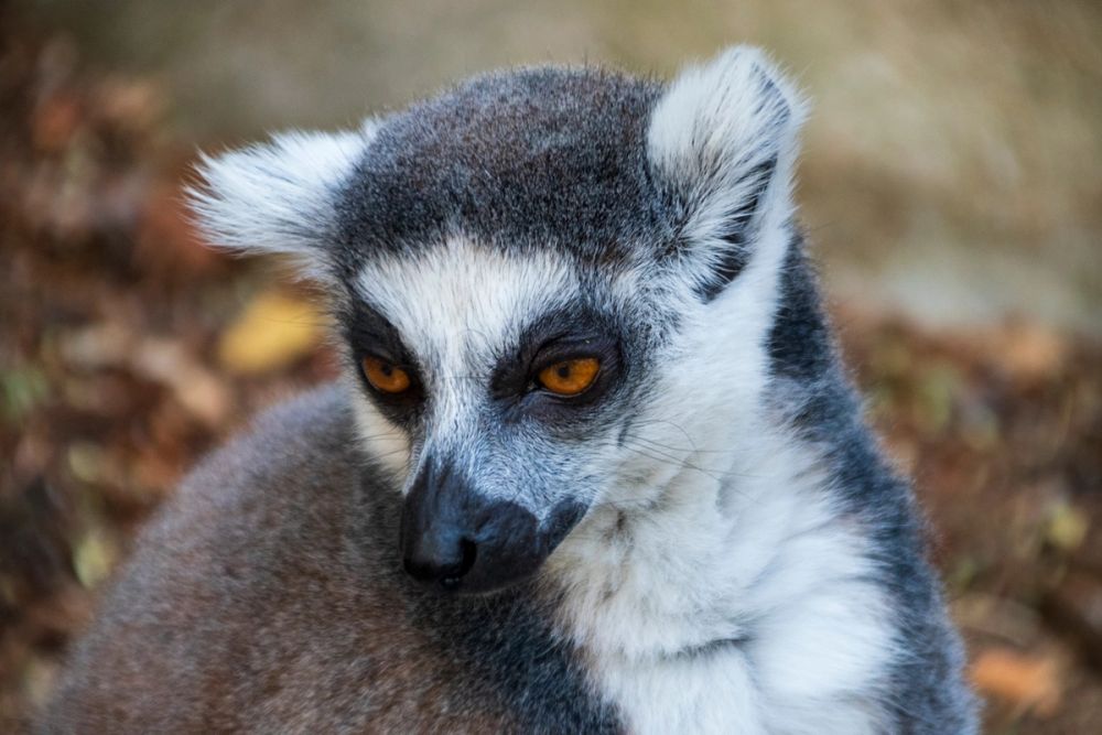 Faunia 03-08-2024