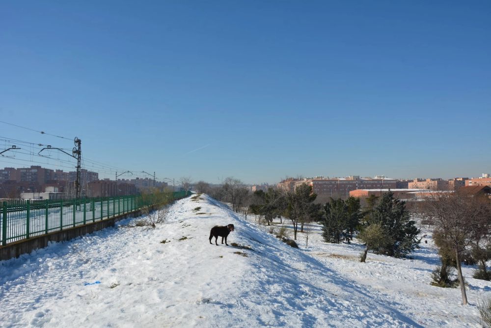 Conan en la nieve (leganes) 2021