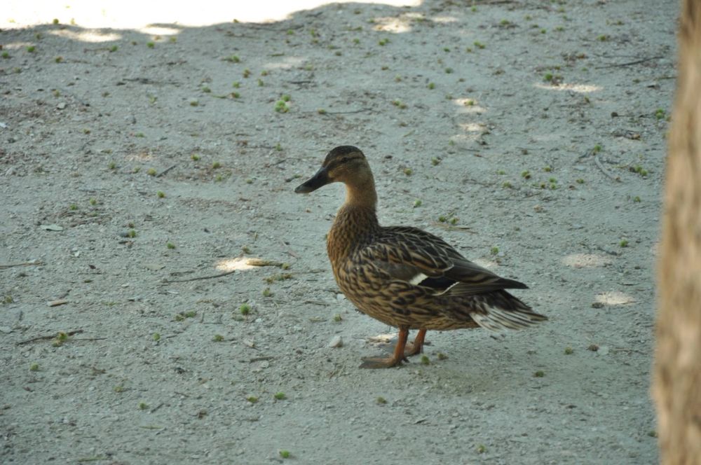 Parque del Retiro (Madrid) 30-05-2015