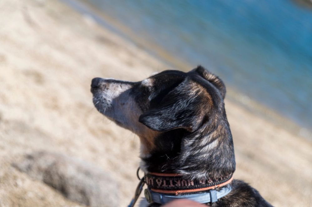 Suko