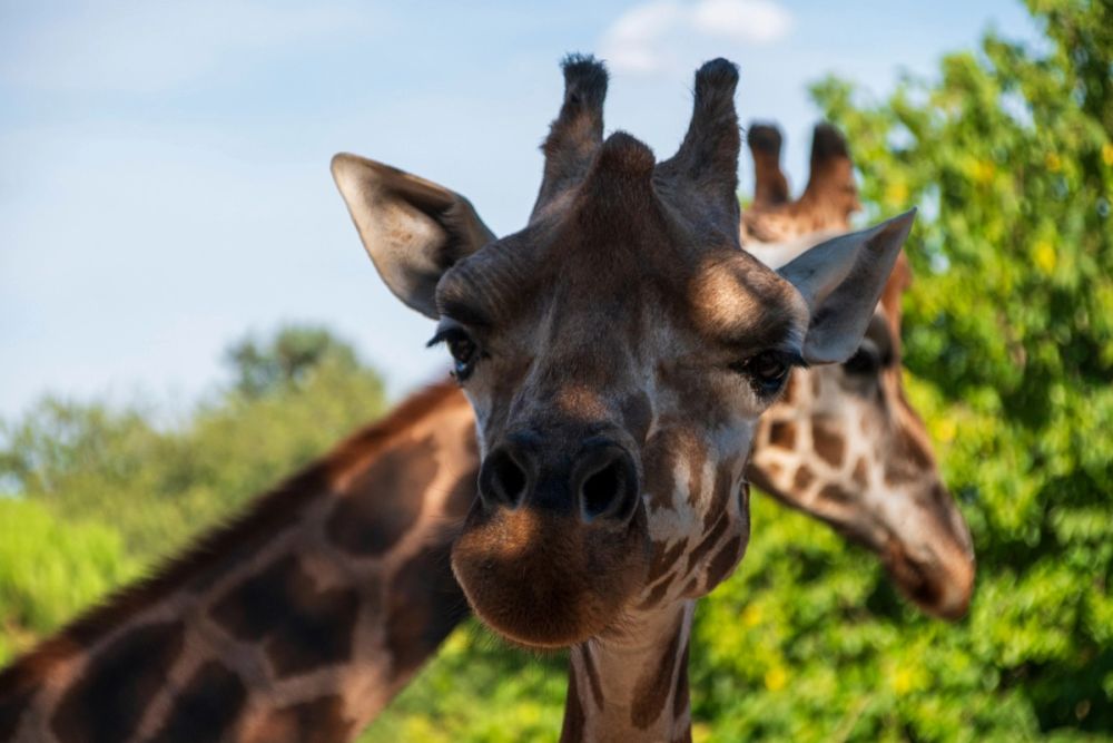 Zoo 17-08-2024