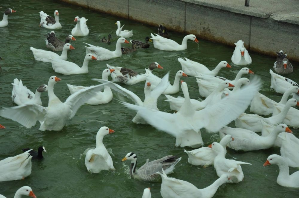 Ocas y patos en parque polvoranca (Leganes) 30-08-2014