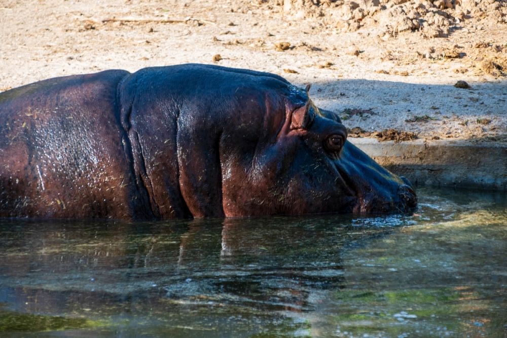 Zoo 17-08-2024