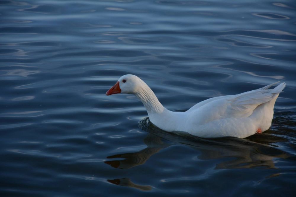 Ocas, patos y carpas en parque polvoranca (Leganes) 18-03-2017