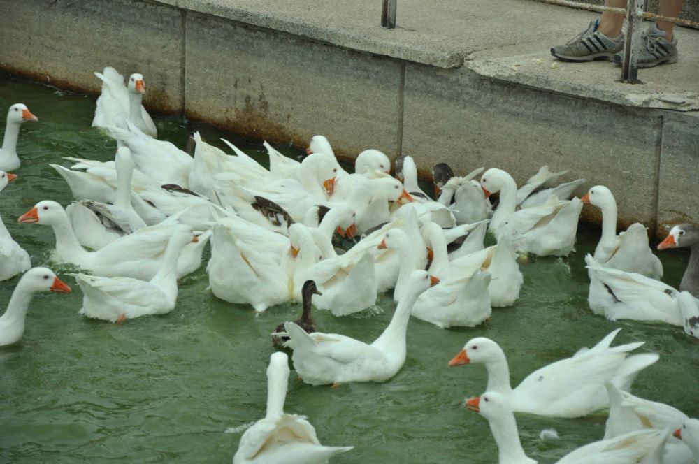 Ocas y patos en parque polvoranca (Leganes) 30-08-2014