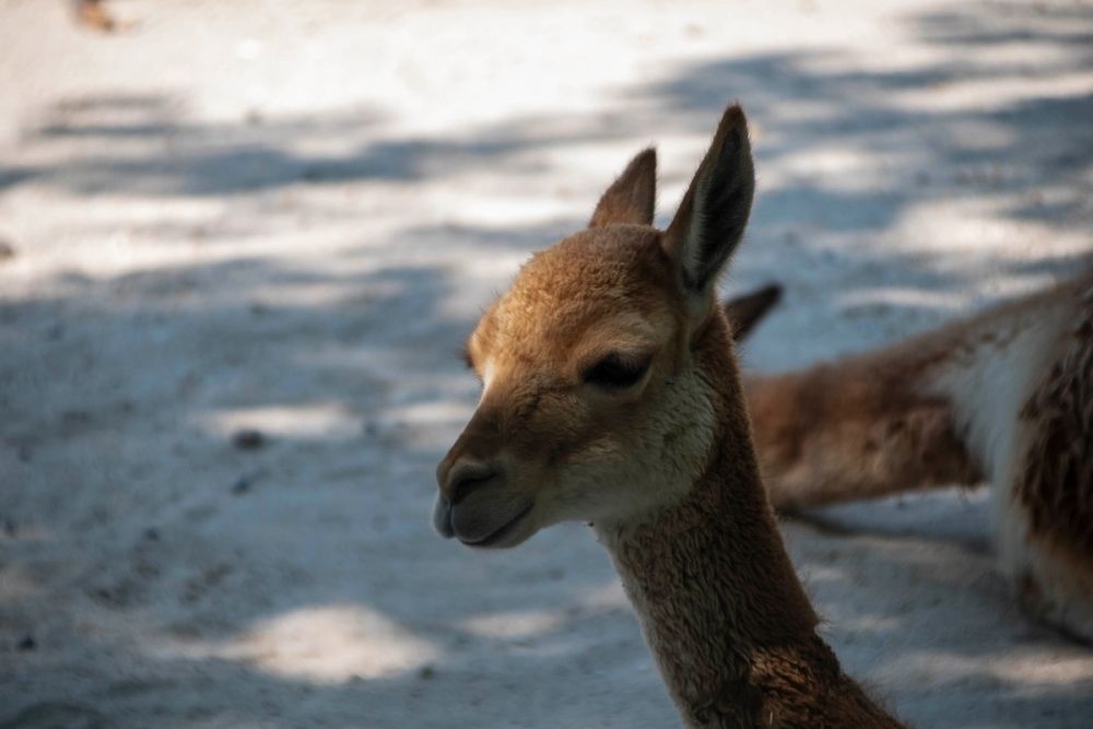 Zoo 29-07-2026