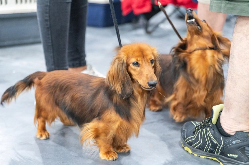 Perretes de la Exposicion canina (ciudad real) 02-06-2024