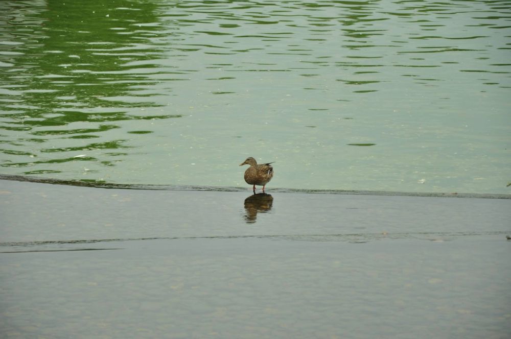 Ocas y patos en parque polvoranca (Leganes) 30-08-2014
