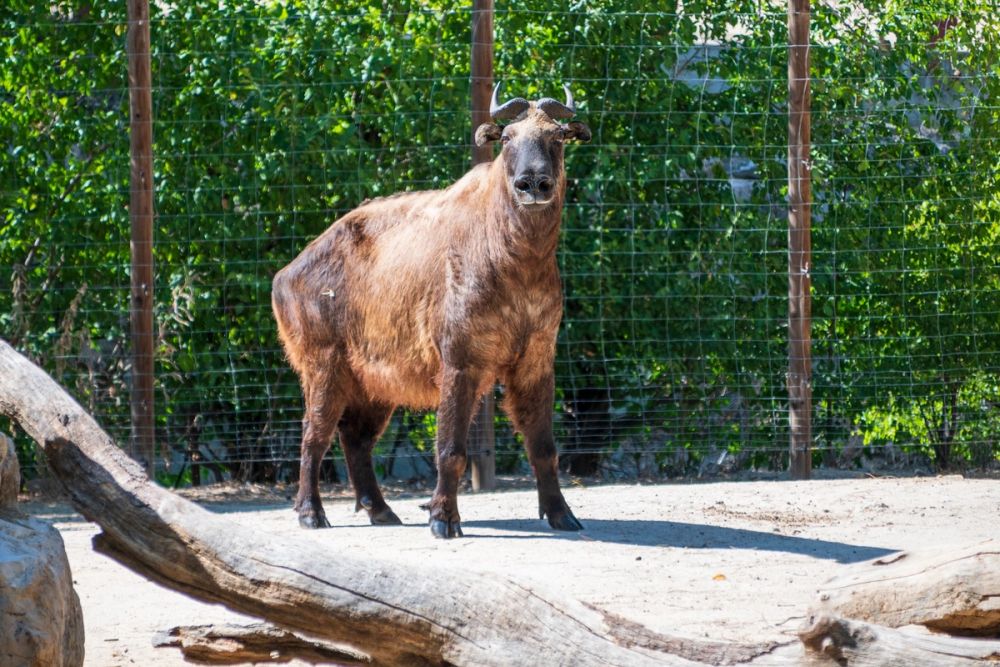 Zoo 17-08-2024