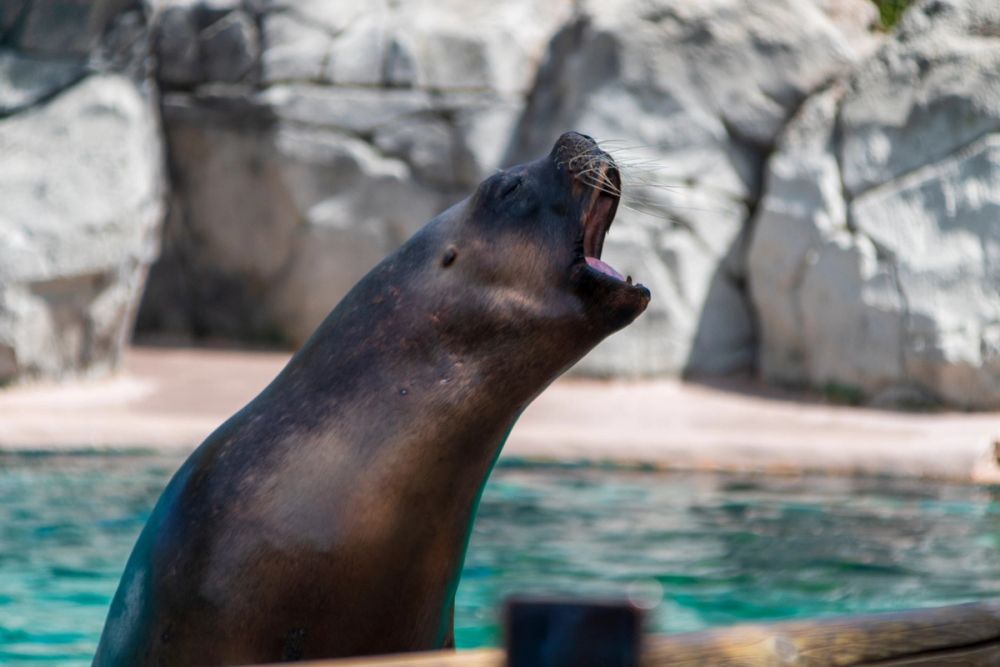 Zoo 17-08-2024