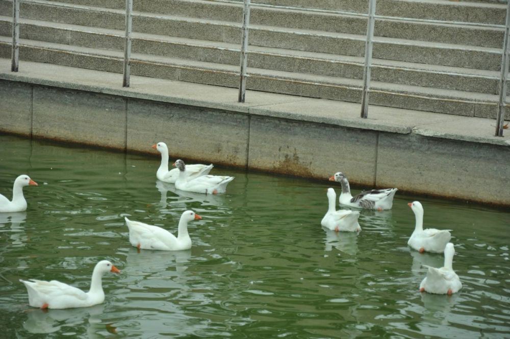 Ocas y patos en parque polvoranca (Leganes) 30-08-2014