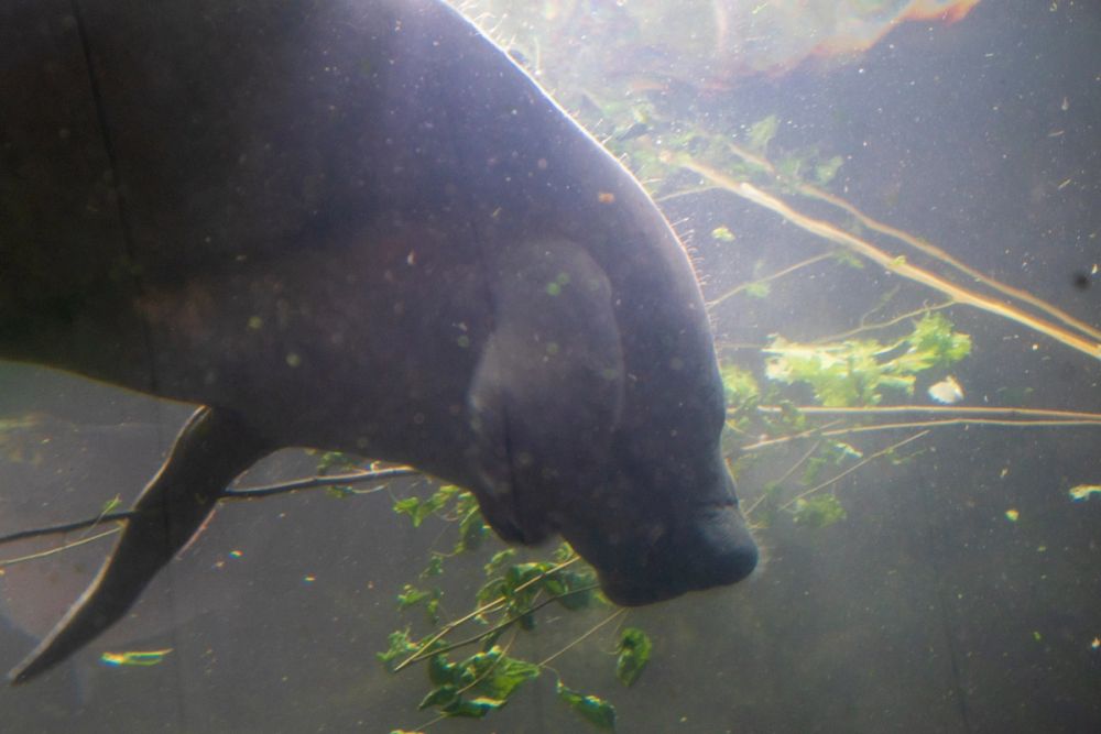 Faunia 03-08-2024