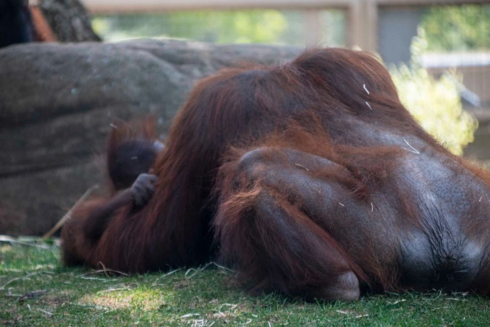 Zoo 29-07-2026
