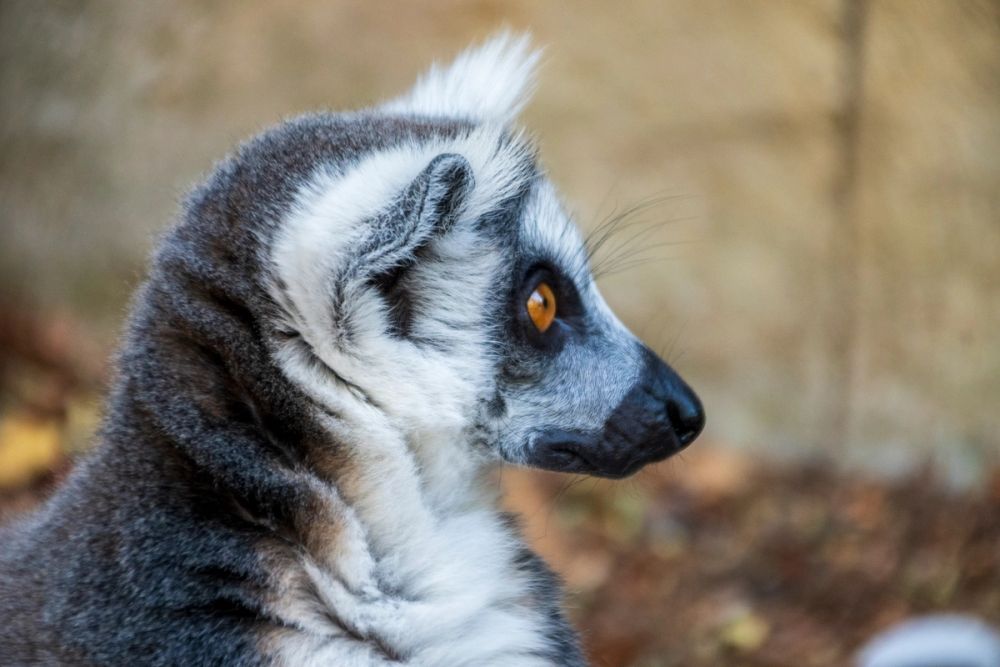 Faunia 03-08-2024