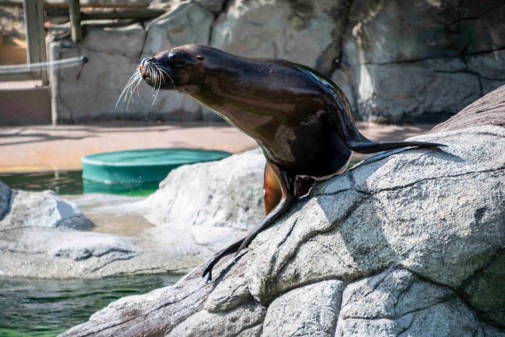 Zoo 29-07-2026
