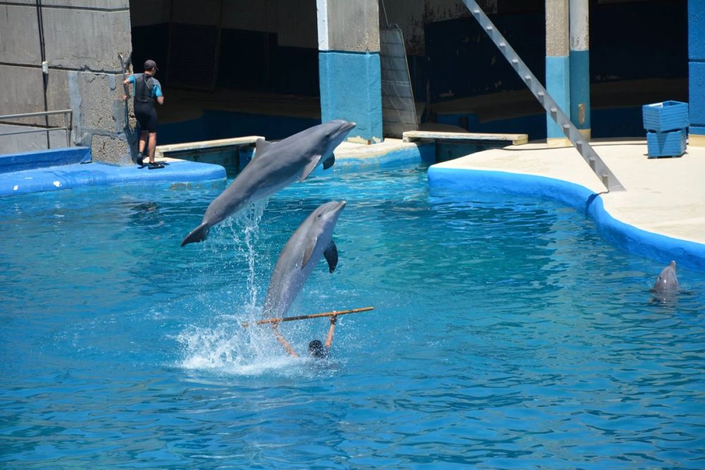 zoo 07-07-2018