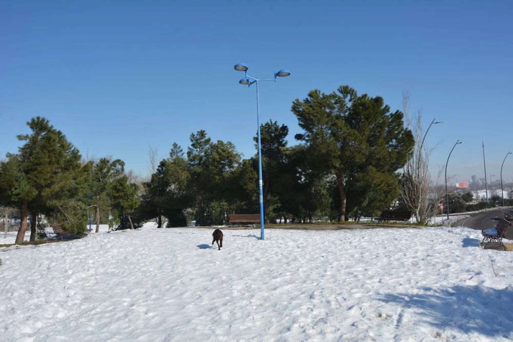 Conan en la nieve (leganes) 2021