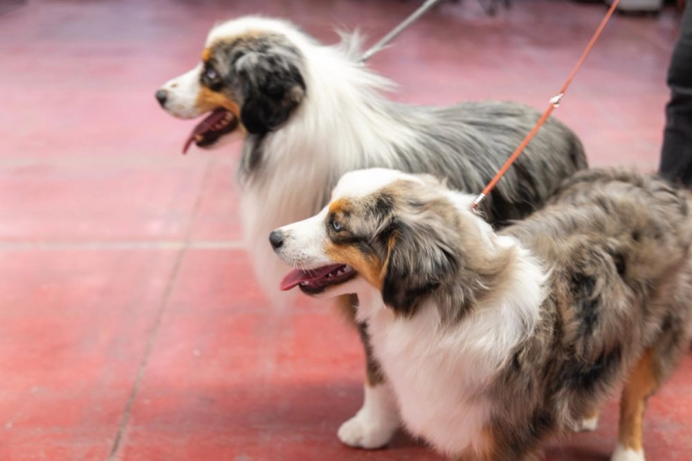 Perretes de la Exposicion canina (ciudad real) 01-06-2024