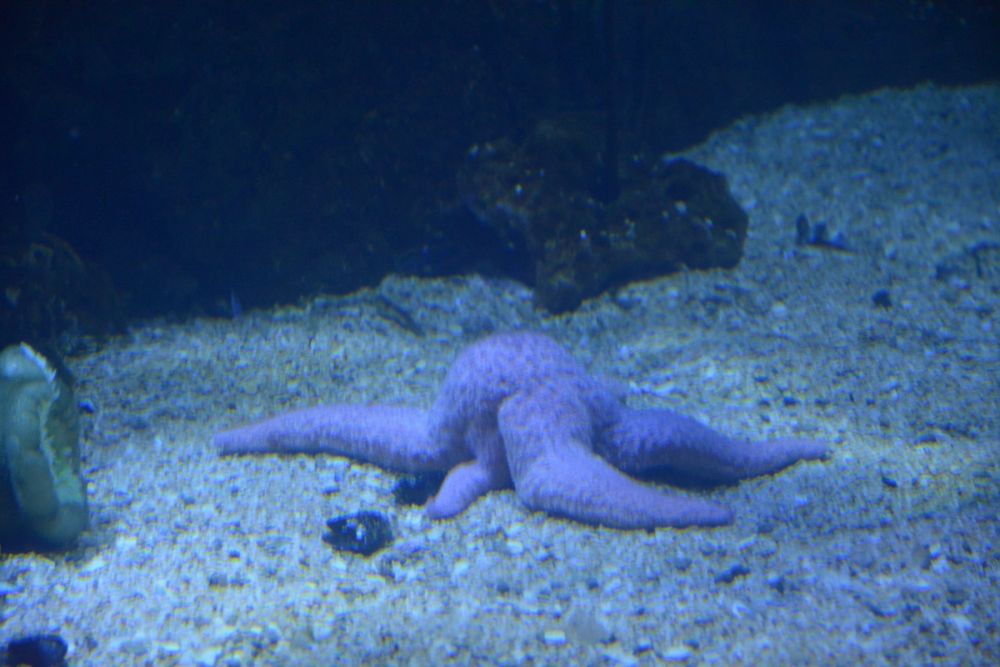 Oceanografic 2022