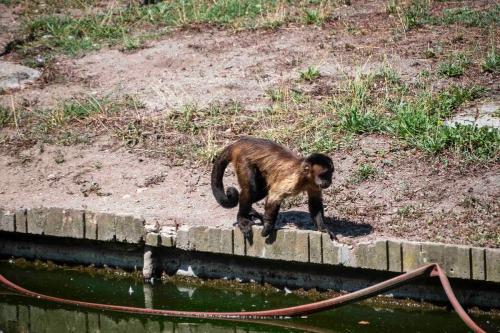 Zoo 29-07-2026
