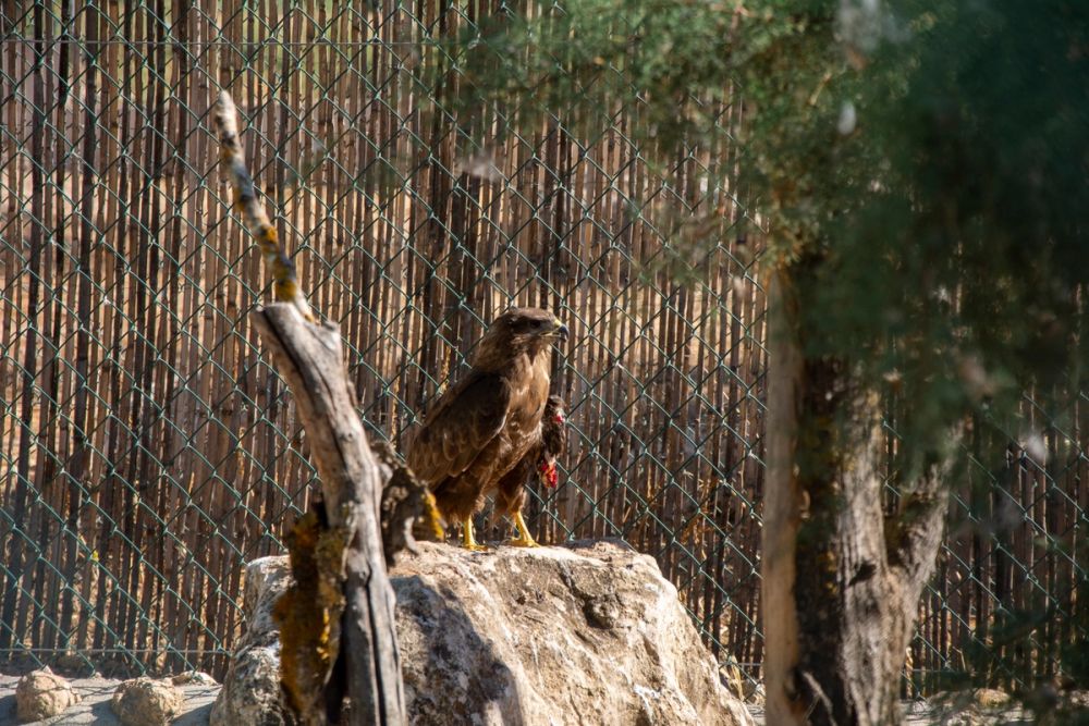 Zoo de Lillo 03-09-2022